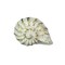 Cast Iron Nautilus Shell Drawer Pull Decorative Cabinet Knob Nautical Set of 6